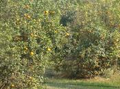 Ferozepur Bikaner-Rajasthan...