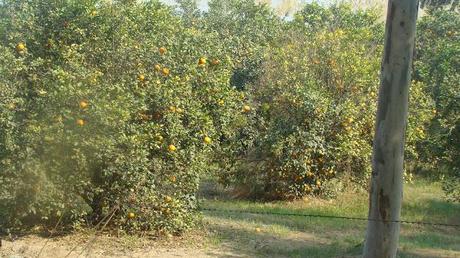 Ferozepur to Bikaner-Rajasthan...