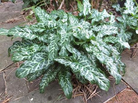 Favourite Plant of the Week - Arum italicum subsp. italicum 'Marmoratum'