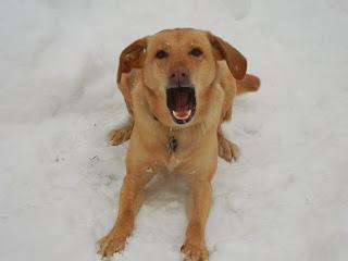 Backyard Blizzard Fun