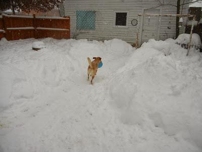 Backyard Blizzard Fun