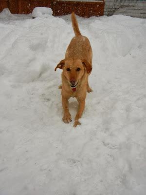 Backyard Blizzard Fun