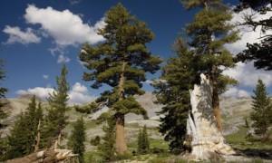 Large western white pines in California’s Sierra Nevada mountains. A global study has found trees accelerate their growth as they get older and bigger. Photograph: Bob Gibbon/Alamy