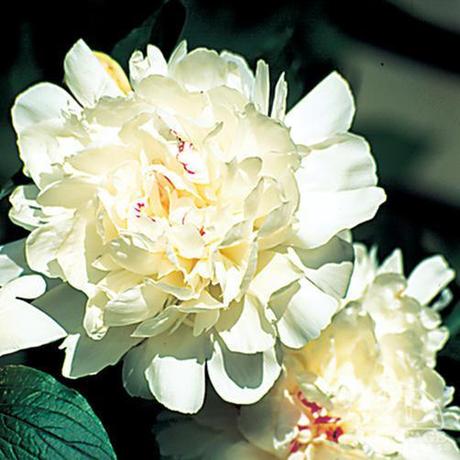 Paeonia lactiflora ‘Festiva Maxima’