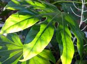 Foliage Follow January 2014