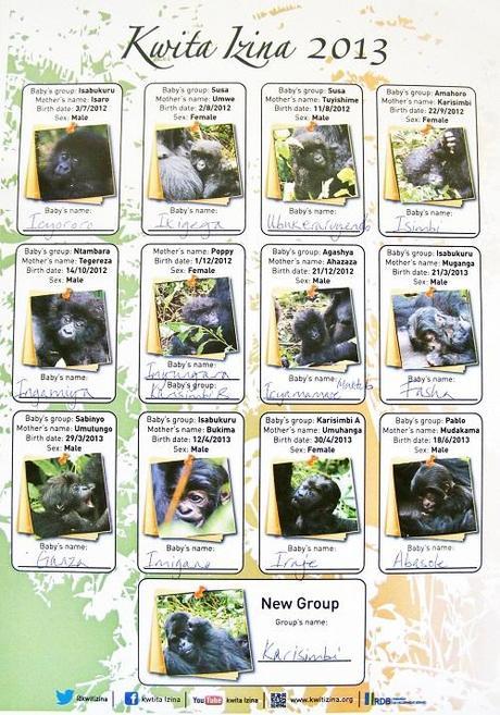 Kwita Izina 2013 Rwanda list of baby gorillas. gorilla naming ceremony