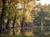 Louisiana Forests Being Sacrificed Fuel Europe’s Biomass Boom