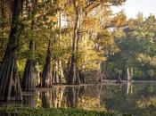 Louisiana Forests Being Sacrificed Fuel Europe’s Biomass Boom
