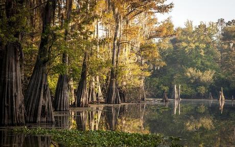 A swamp with cypress trees in the Atchafalaya Basin.Danita Delimont/Getty Images