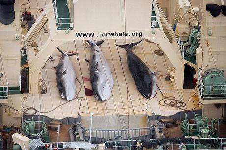  Japan: Aerial footage released by the Sea Shepherd Conservation Society show three dead minke whales on the deck of the Japanese factory ship Nisshin Maru as it sailed in the Southern Ocean. The group said it had information that a fourth whale had also been killed. Photograph: Tim Watters/Sea Shepherd Australia/Reuters 