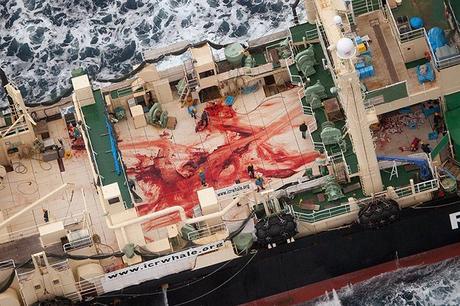  Japan: Crew members walk among bloody remains on the deck of Japanese ship Nisshin Maru where four minke whales were allegedly cut up. Sea Shepherd Australia claims the whales were killed and butchered in a whale sanctuary area of Southern Ocean. Photograph: Tim Watters/Sea Shepherd Australia/AFP/Getty Images 