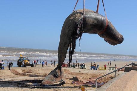 The carcass of a sperm whale in Montevideo, Uruguay