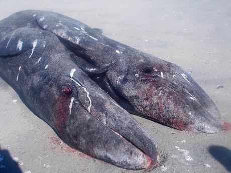  Baja Peninsula, Mexico: Two heads of the conjoined gray whale calves found dead on a beach in the Ojo de Liebre lagoon, near Guerrero Negro. Photograph: AP 