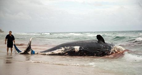  Florida, United States: A rescue official tries to remove a dead sperm whale washed up on a Boca Raton beach. Police say the whale was discovered on a river beach earlier. It wasn't clear if the whale had been injured or was sick. Photograph: J Pat Carter/AP 