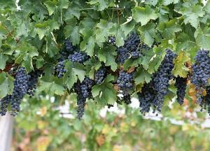 wine grapes