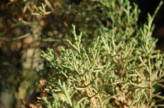 Juniperus phoenicea Leaf (30/01/2013, Kew Gardens, London)