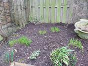 Spring Flowering Shrubs