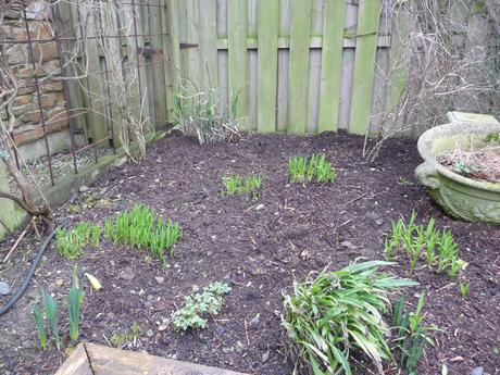 Spring flowering shrubs