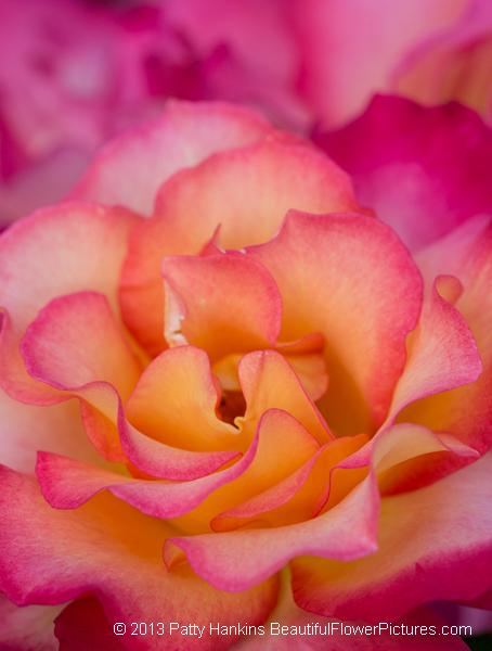 5 Tips for Taking Great Close Up Photos of Flowers