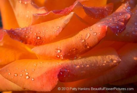 5 Tips for Taking Great Close Up Photos of Flowers