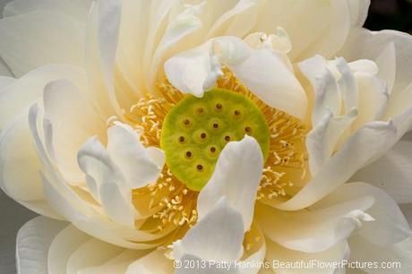 5 Tips for Taking Great Close Up Photos of Flowers