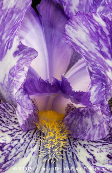 5 Tips for Taking Great Close Up Photos of Flowers