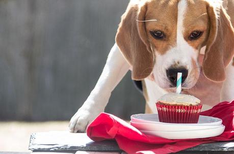 easy peanut butter cupcake for dogs