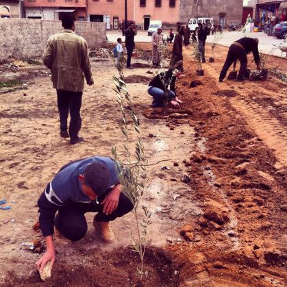 Planting a Tree vs. Planting a Seed