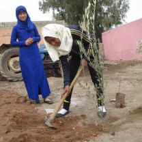 Planting a Tree vs. Planting a Seed