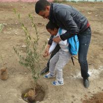 Planting a Tree vs. Planting a Seed