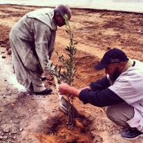 Planting a Tree vs. Planting a Seed