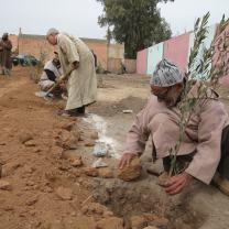 Planting a Tree vs. Planting a Seed