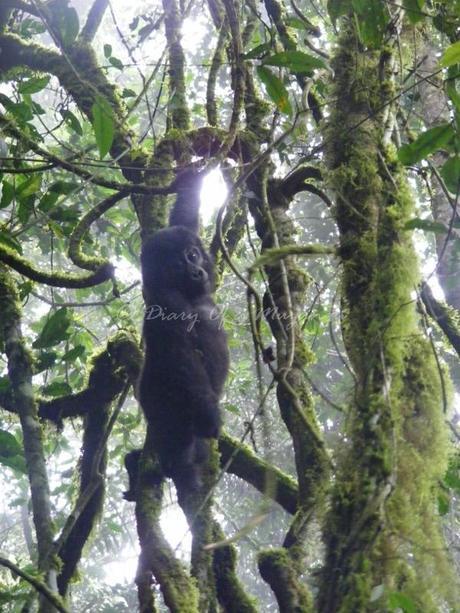 Gorilla trekking Bwindi