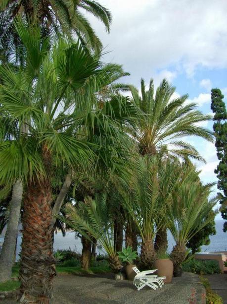 Madeira Series: Reid's Palace Hotel