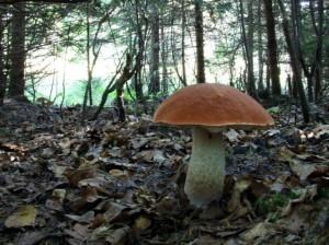 A mushroom from an ectomycorrhizal fungus. Credit: Creative Commons