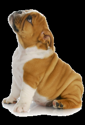 Why Feeding a Dog Right is Important