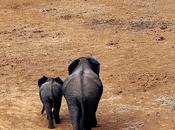 Expat Life: Peas Kenya