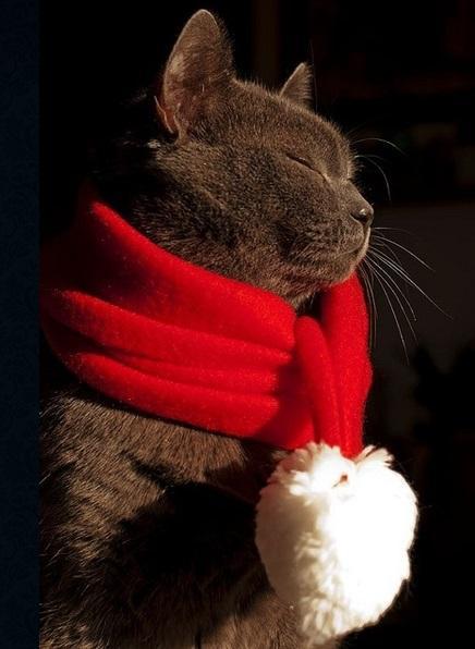 Cat Wearing Red Santa Scarf 