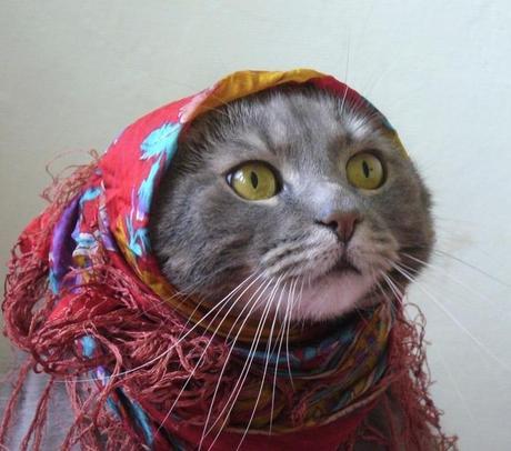 Cat Wearing Red Scarf 
