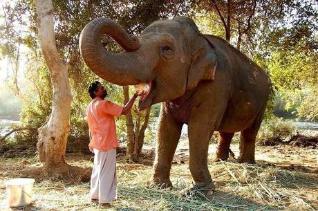 Srirangam temple elephant 'Andal' tearful parting away of mahout Sridharan