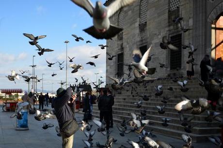 bosporus-birds-artborghi-4