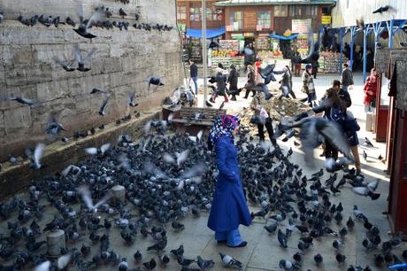 bosporus-birds-artborghi-3