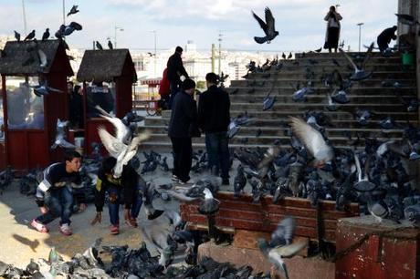 bosporus-birds-artborghi-5