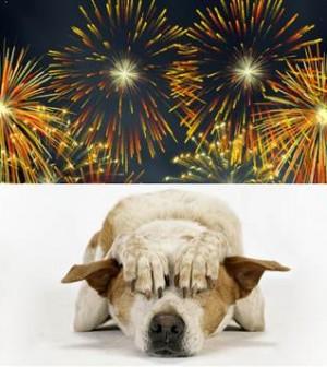 dog against fireworks