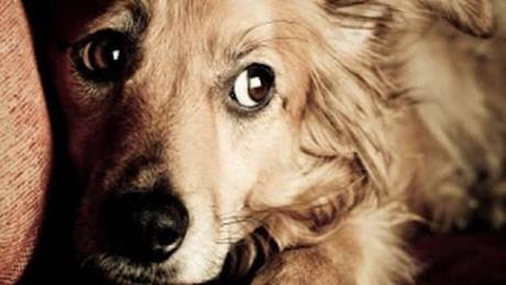 Restoring Calmness in Noise-Sensitive Dogs