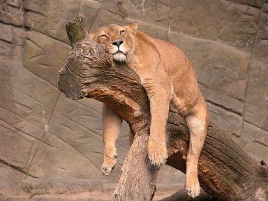 tired lioness