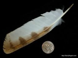 The second Barn Owl feather