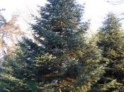 Abies Cilicica