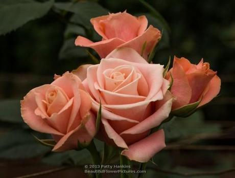 Roses on a Winter Day Tombola Roses © 2013 Patty Hankins