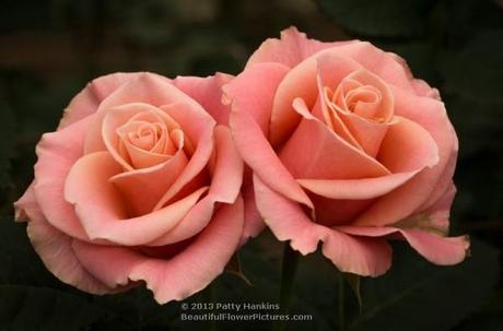 Roses on a Winter Day Tombola Roses © 2013 Patty Hankins